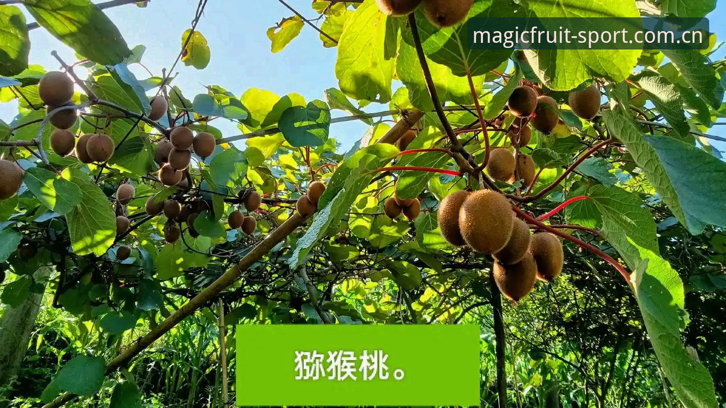 奇异果体育下载 奇异果体育下载实用指南:从安装到使用的完整经验分享